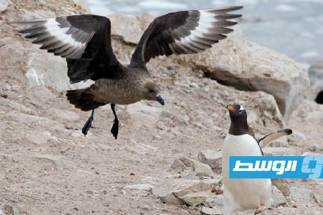 إنذار صحي وبيئي في أستراليا بعد رصد أولى إصابات سلالة أنفلونزا الطيور